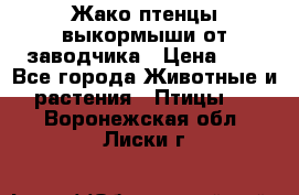 Жако птенцы выкормыши от заводчика › Цена ­ 1 - Все города Животные и растения » Птицы   . Воронежская обл.,Лиски г.